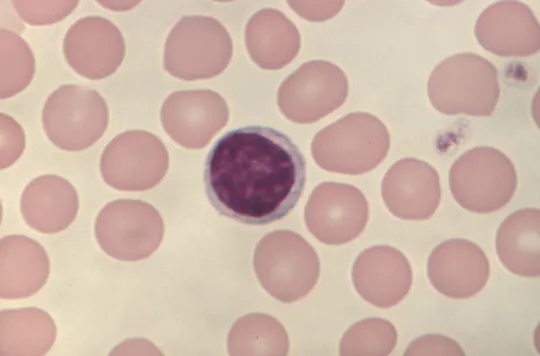 Lymphocyte